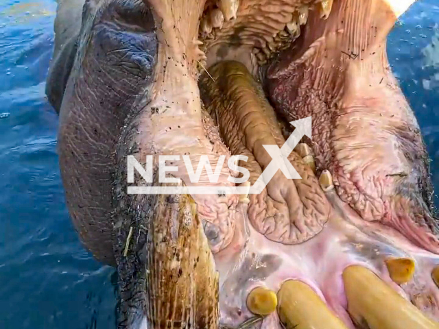 A zookeeper named Brian, from Copenhagen, Denmark, does a mouth check on a hippo. Note: Picture is a screenshot from a video (@zookeeperguy/Newsflash)