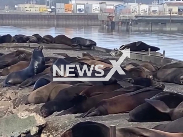 A herd or raft of Sea Lions napping and barking at the Crescent City harbour. Note: Picture is a screenshot from the video. (Redwood National and State Parks/Clipzilla)