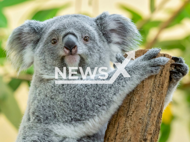 Female koala Millaa Millaa celebrating her second birthday at the Tiergarten Schonbrunn Zoo located in Austria's capital Vienna. Note: This photo is from a press release. (Daniel Zupanc/Newsflash)