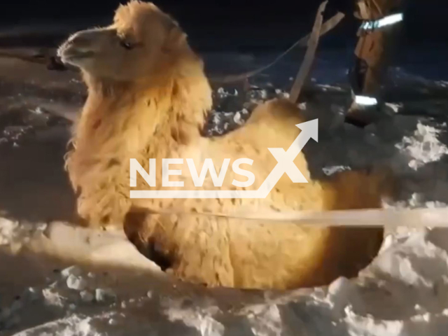 Rescuers pull out a camel stuck in snow at Baikonur Cosmodrome, Kazakhstan, undated. The incident occurred at one of the technical sites of the cosmodrome. Note: Picture is screenshoot from a video (@mchs_official/Newsflash)