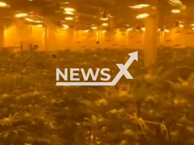 Photo shows cannabis cultivation area found by police, in Harlow, UK, on Monday, Feb. 5, 2024.Note: Picture is a screenshot from the video. (Essex Police/Clipzilla)