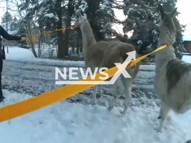 Police officers catch lamas, in Wheat Ridge, Colorado, USA, on Sunday, Feb, 4, 2024. Note: Picture is a screenshot from the video. (Wheat Ridge Police Department/Clipzilla)