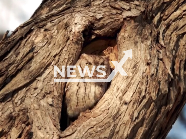 Photo shows a Eastern screech owl in its nest hole in Austin, Texas, USA. Note: Picture is a screenshot from the video. (Chris Quezada,USFWS/Clipzilla)