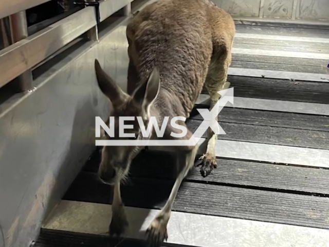 Police peruse a kangaroo in Hillsborough County, Florida, USA, on Thursday, Feb. 8, 2024. Note: Picture is a screenshot from the video. (Hillsborough County Sheriff's Office/Clipzilla)