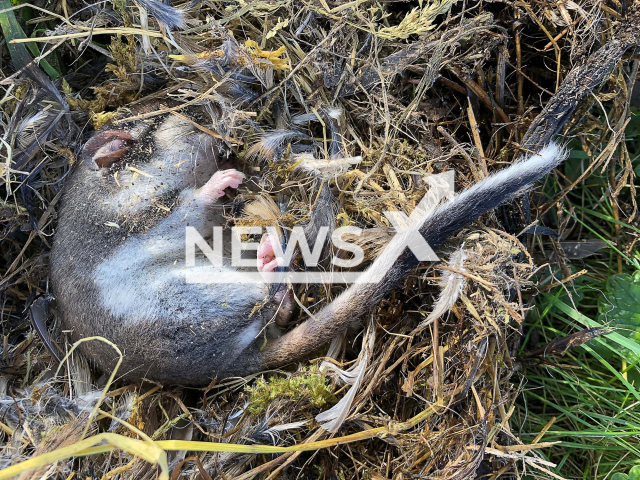 A garden dormouse has been found for the first time after 100 years in the canton of Solothurn, Switzerland. Note: Press release photo. (Erich Linz/Newsflash)