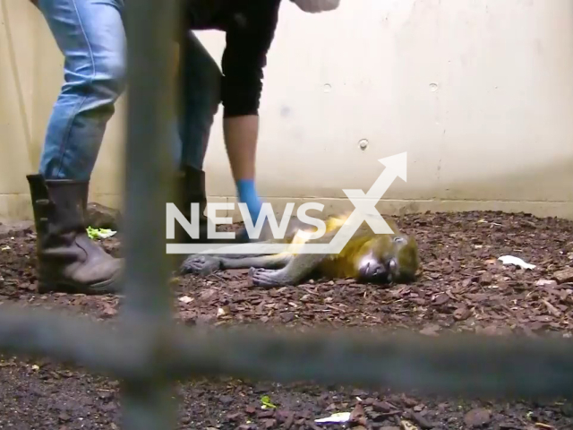 Golden-bellied mangabey monkeys mourn a 22-year-old female monkey that died of old age, in April, 2022, in Arnhem, Netherlands. Note: Picture is a screenshot from a video (Royal Burgers’ Zoo/Newsflash)