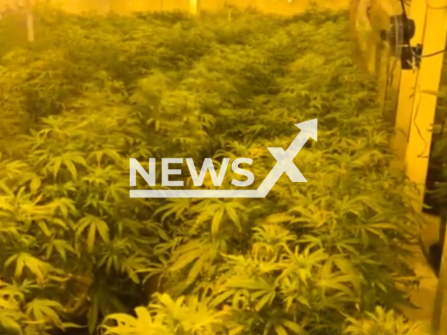 Photo shows more than two thousand cannabis plants seized from a commercial property in Rhymney, UK, on Friday, Feb. 9, 2024. Note: Picture is a screenshot from the video. (Gwent Police/Clipzilla)