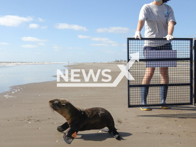 Picture shows the sea lion seriously injured by a fishing net in the Partido de la Costa, Argentina. The animal had a deep wound in its neck caused by a fragment of a fishing net. Note: Licenced photo. (Fundacion Mundo Marino/Newsflash)