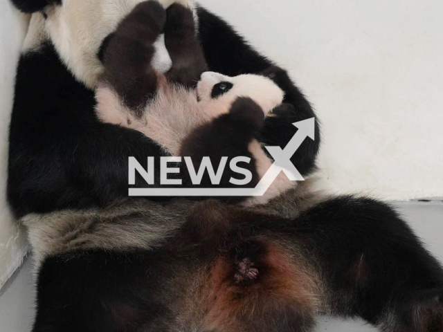 Photo shows little panda Katyusha with her mother Dindin from Moscow, Russia, undated. Pandas hugging cutely and spending time together.  Note: We have obtained permission for this photo (@svetlanaakulova1/Newsflash)