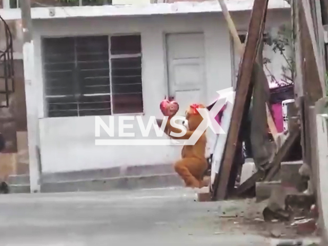 Photo shows Peruvian National Police arresting alleged drug dealers, undated. One of the policeman was dressed as a teddy bear during Valentine's Day in Lima. Note: Picture is screenshot from a video. (@PoliciaPeru/Newsflash)