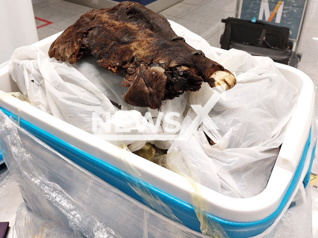 A whole, roasted cane rat was found by customs officials from the main customs office at the airport during a baggage check on a passenger from the Congo, in Munich, Germany, in April. Note: Photo from press statment. (Hauptzollamt Munchen/Newsflash)