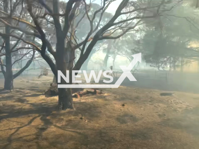 Photo shows a large bushfire near Beaufort, Victoria, Australia, in February, 2024. Note: Picture is a screenshot from the video.(CFA/Clipzilla)