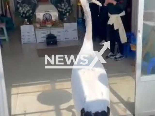 Red-crowned crane arrives at old man's wake in Panjin, China. Note: Picture is a screenshot from a video (1626776316/AsiaWire)