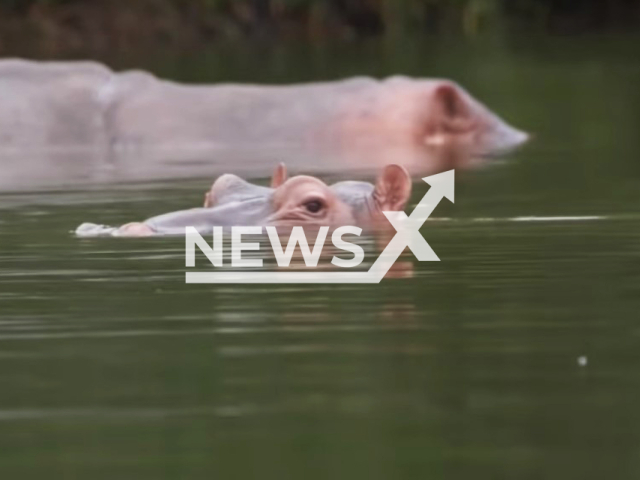 Photo shows Pablo Escobar's hippos, undated. Colombia plans to kill part of them.
Note: Photo is a screenshot from a video(Newsflash).