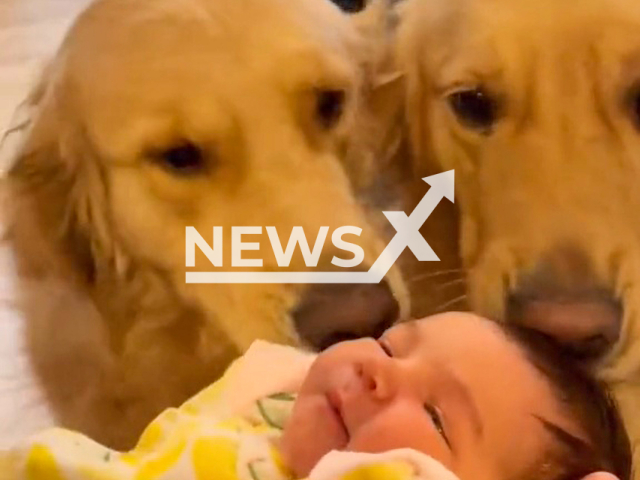 Retrievers meet the new-born Miller Virginia Visser in Richmond, VA. Note: Picture is a screenshot from a video (@winstonthegoodboygolden/Newsflash)