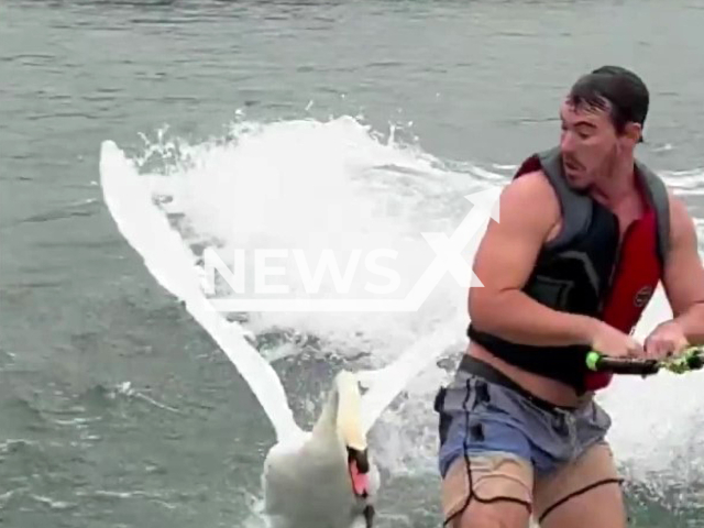 The swan knocks down the man who goes on a wakeboard 1.5 miles south east of Penny Backer bridge in Lake Austin, Texas. Note: Photo is a screenshot from the video (@orrrick/Newsflash)