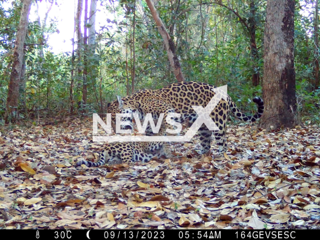 Jaguar plays with its cub in the Pantanal of MT, Brazil, undated. The area of 108 thousand hectares is monitored by 165 cameras. Note: Picture is screenshot from a video. (Sesc Pantanal, GEVS/Newsflash)