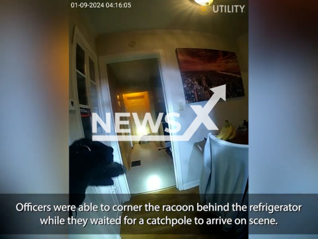 Police remove a large raccoon from a home in Indianapolis, Indiana. USA, on Jan. 9, 2024.Note: Picture is screenshot from a video. (IMPD News/Clipzilla)