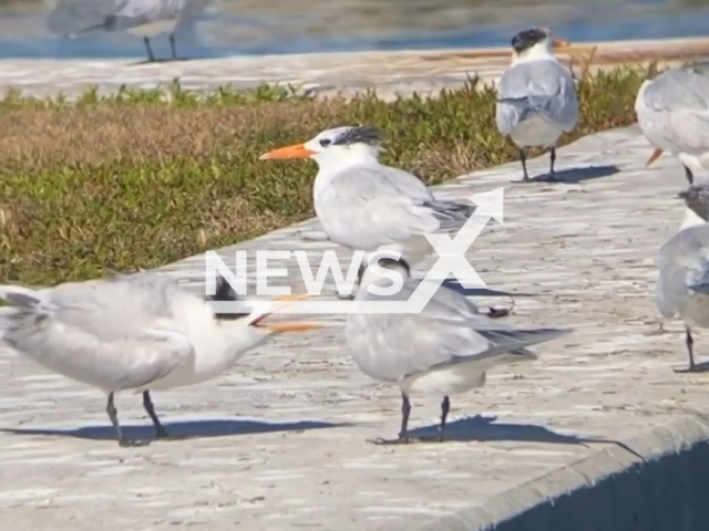 A royal tern sings at several royal terns quietly sitting at Elliott Key Harbor, Biscayne National Park, Florida, USA. Note: Picture is ascreenshot from the video. (Biscayne National Park/Clipzilla)