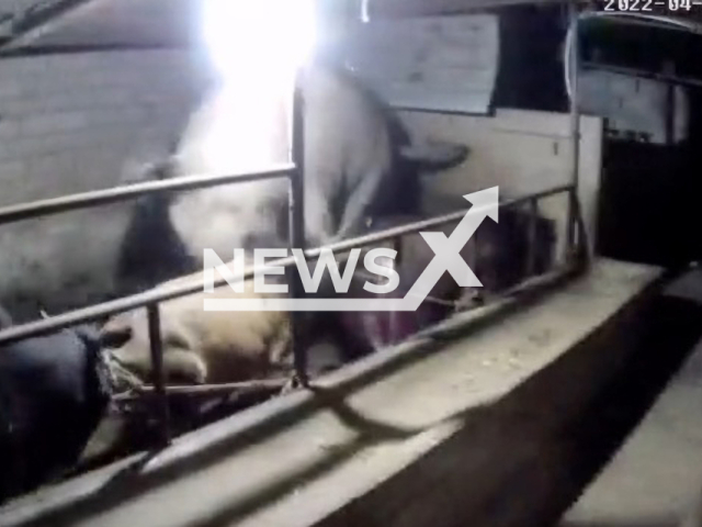 Elephant attacks tied cows in shed in Xishuangbanna, China. Note: Picture is a screenshot from a video (L8X8F888/AsiaWire)