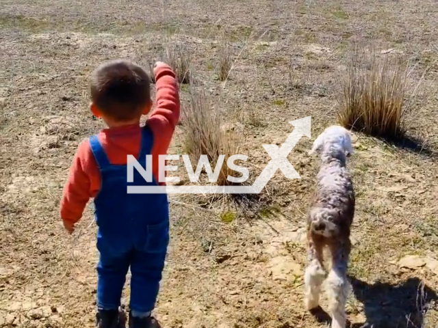 Little boy helps lamb find its mother in Tacheng, China. Note: This picture is a screenshot from the video (dameixinj/AsiaWire).