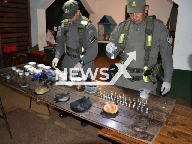 Photo shows the seized snakes and spiders, undated. Passenger was arrested with 90 snakes, 236 spiders and a centipede hidden in suitcases on a bus traveling to San Justo, Buenos Aires. Note: Licensed photo(Ministerio de Seguridad/Newsflash).