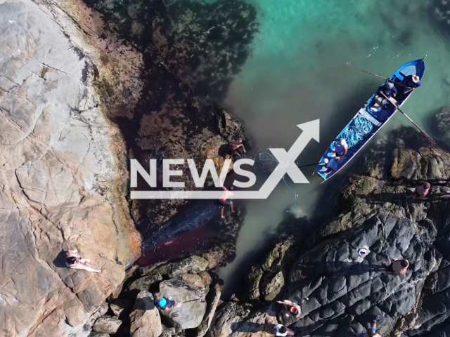 Video shows rescue of a whale trapped between rocks in the sea of ​​Arraial do Cabo, RJ, Brazil, Monday, Feb. 26, 2024. The whale appears injured and struggling. Note: Picture is screenshot from a video (Marcelo Gah/Newsflash)