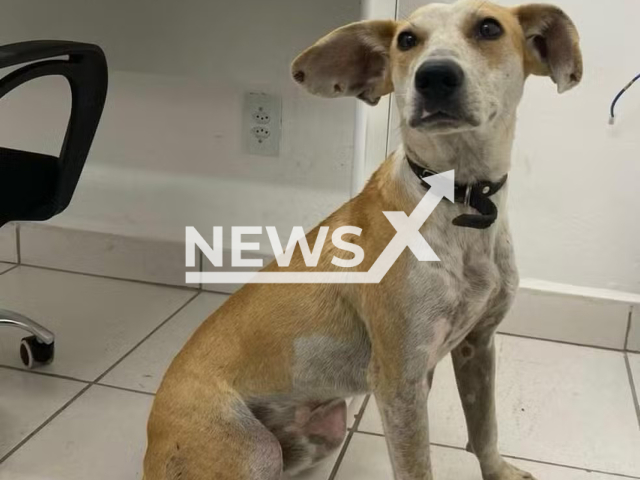 Picture shows the rescued dog, undated. The animal was pushed from bridge in Joinville, Brazil. Note: Police photo. (Policia Civil/Newsflash)