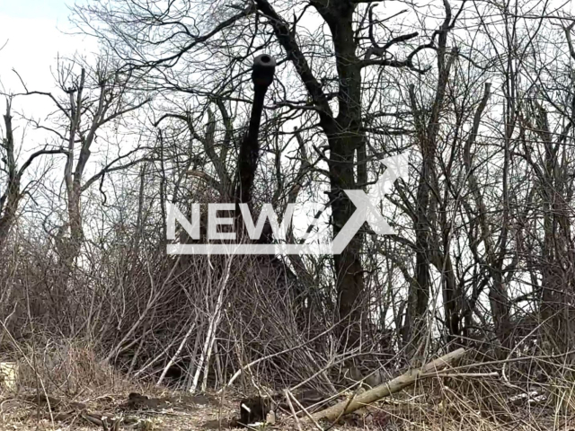 Russian self-propelled guns 2S19 "MSTA-S" hit Ukrainian military positions on frontline in ukraine in undated footage. The footage was released by the Russian MoD on Friday, Mar. 15, 2024. Note: Picture is screenshot from a video (Russian MoD/Newsflash)