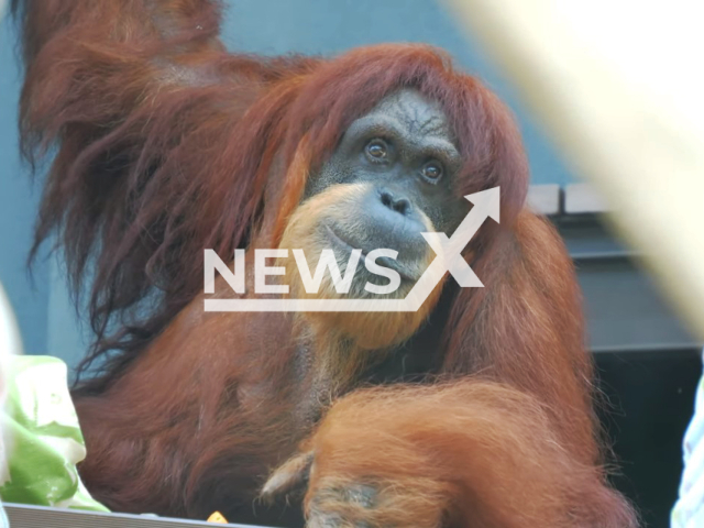 Photo shows the oldest Sumatran orangutan in Japan, undated. Neo died at 54 on Thursday, March 14, 2024.
Note: Photo is a screenshot from a video(Newsflash).