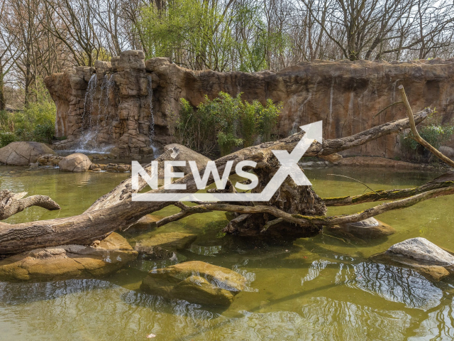 Unique island world opens in Berlin Zoo, Germany, undated. Dwarf otters, deer boars and crested macaques have moved to Otter Island. Note: Licenced photo. (2024 Tierpark Berlin/Newsflash)