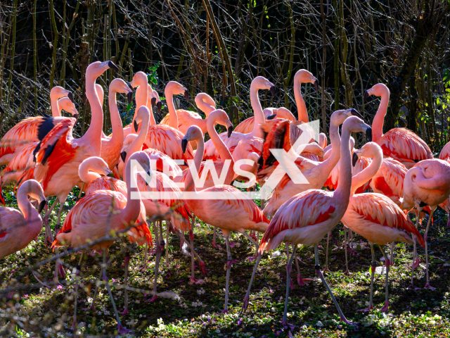 Picture shows Chilean flamingos at Zurich Zoo, Switzerland, in March, 2024. Construction of the Pantanal Aviary for Chilean flamingos has started. 
Note: Private photo. (Zoo Zurich, Fabio Suess/Clipzilla )