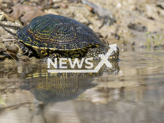 Picture shows European pond turtle returning home to the Donau-Auen National Park, in Austria, undated. A total of thirty eight European pond turtles were returned to the park after a 'winter holiday' in Schonbrunn Zoo, in Vienna, Austria.Note: Photo from press statement. (Daniel Zupanc/Clipzilla )