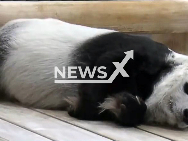 Photo shows Tan Tan, undated. The oldest panda in Japan died at age 28 at a Kobe zoo. Note: Photo is a screenshot from a video(Newsflash).