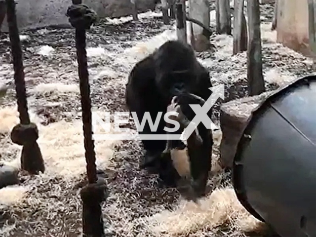 Image shows female gorilla Joas carrying her dead baby in her enclosure, undated photo. She gave birth to a stillborn at the Basel Zoo, Switzerland, on Feb. 1, 2024. Note: Private photo taken from local media. (Newsflash)