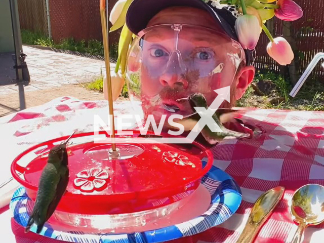 James Manzolillo, 34, also known as HumDaddy, who lives in Oakland, USA, feeds a hummingbird in an unusual way. Note: Picture is a screenshot from a video (@hum.daddy/Newsflash)