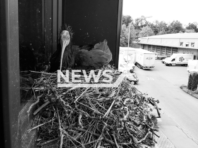 Image shows Enea breeding on the windowsill of the Harley-Davidson dealership in Ruemlang, Switzerland, undated photo. The bird was found dead in Tuscany, Italy, on Mar. 17, 2024. Note: Licensed content. (C. Esterer/Newsflash)