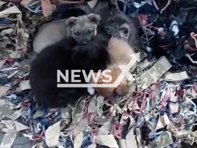 Puppies snuggling with cat mom and newborn kittens in Ukraine. Note: This picture is a screenshot from the video (@yaroslavlytcushun/Newsflash).