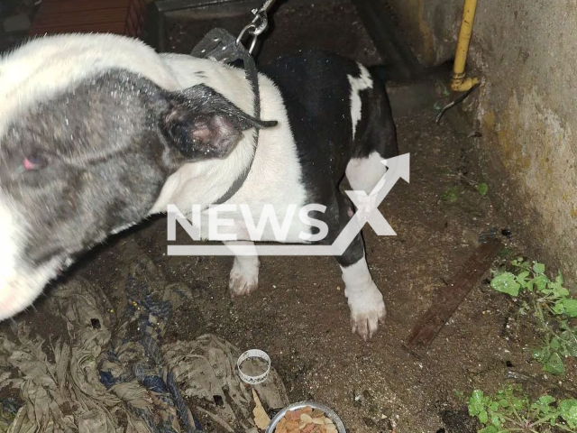 Picture shows the dog, undated. The dog apparently attacked a man and ripped off his genitals in Cordoba, Argentina. Note: Private photo taken from local media. (Police/Newsflash)