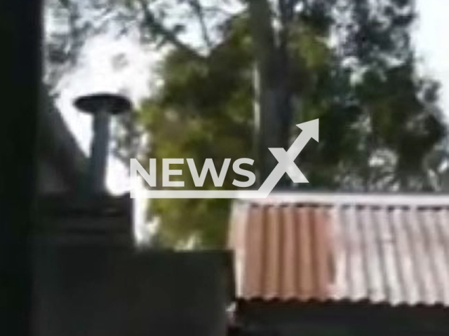 A man falls while pruning a tree in La Plata, Argentina, undated. He was taken to hospital with injuries.  Note: Picture is a screenshot from a video. (Newsflash)