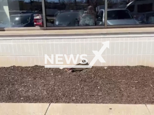 The Walgreens goose has returned for a second year to build her nest in the middle of a busy car park outside a Walgreens store in the Hoffman Estates in Illinois, in the US. Note: Picture is screenshot from a video (Newsflash)