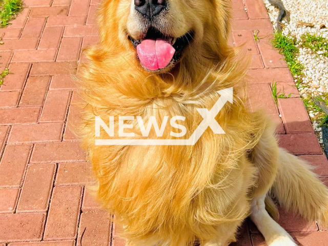 Picture shows the dog who died in airline transport in Brazil, undated. The animal should have been taken from Guarulhos International Airport , in Sao Paulo , to Sinop, but was placed on a plane that boarded for Fortaleza. Note: Private photo taken from social media. (@jfantazzini/Newsflash)