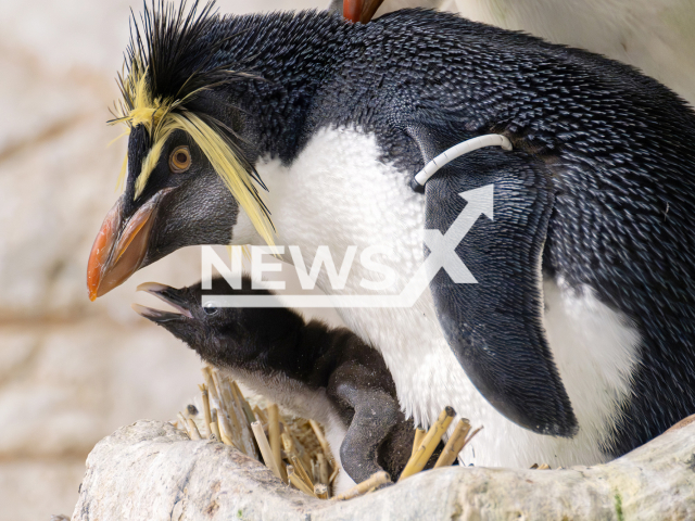 Image shows the newborn Rockhopper penguin chick, undated photo. It hatched at Schoenbrunn Zoo, in Vienna, Austria, on March 31, 2024. Note: Licensed content. (Daniel Zupanc/Newsflash)