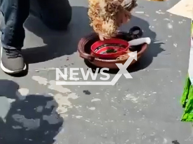 Photo shows sacrifice of a rooster organised by the senator from Morena from Oaxaca, Mexico, undated. The bird's throat was cut.Note: Picture is screenshot from a video. (Newsflash)