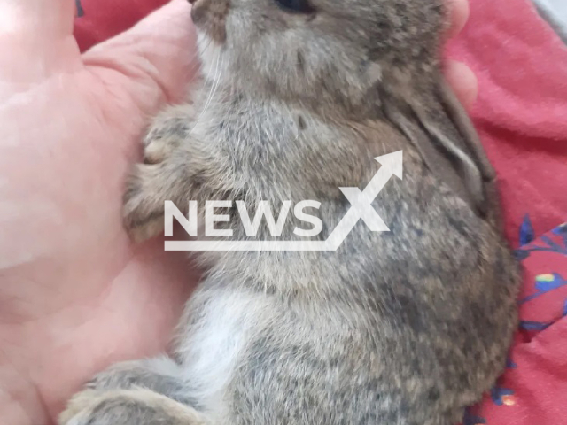 Image shows the rabbit, undated photo. It died after children played football with it in the city of Troisdorf, Germany. Note: Private photo from local media. (Newsflash)