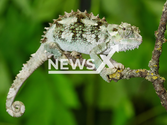 Image shows a spiny-flanked chameleon (Trioceros laterispinis), undated photo. The Schoenbrunn Zoo in Vienna, Austria, will celebrate the International Chameleon Day on May 9, 2024. Note: Licensed content. (Daniel Zupanc/Newsflash)