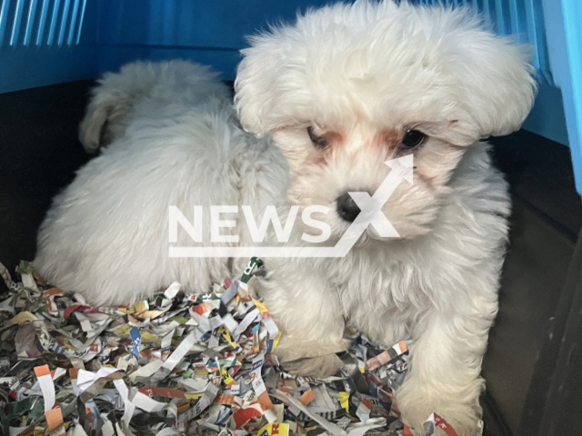 Image shows some of the rescued puppies, undated photo. A total 30 puppies were saved from the trunk of a smuggler near Arnoldstein, Austria, in April 2024. Note: Licensed content. (BMF, Zoll/Newsflash)