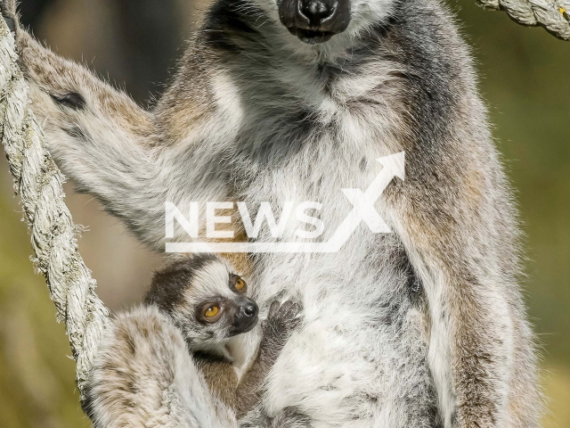 The young ring-tailed lemur with its mother at the Vienna Zoo in Austria. Note: This photo is from a press release. (Daniel Zupanc/Newsflash)