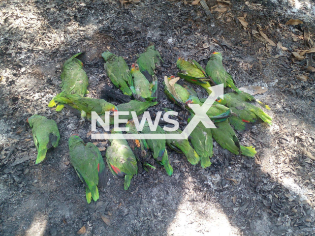 Birds lying dead after collapsing to the ground due to dehydration and heat stroke amidst a heat wave in the states of Tamaulipas and San Luis Potosi, Mexico, undated. According to authorities, temperatures were up to 54 degrees Celsius, which the birds cannot tolerate. Note: Photo is taken from social media. (Selva Teenek Ecopark/Newsflash)