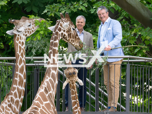 Schoenbrunn Zoo director Dr Stephan Hering-Hagenbeck (right), and Andreas Gruber, board member of the Austrian Federal Forests, pose in undated photo. The giraffes were given fresh leaves to munch on, on May 14, 2024. Note: Licensed content. (Daniel Zupanc/Newsflash)